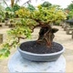 the doman bonsai
