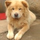 ChinaChowChow