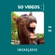 soh videos engraçados B.r
