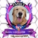 Bobby retriver88 🏹ᵈᵉᵛ•³