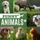 Funny Animals