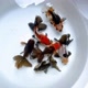 Gold Fish