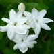 Jasmine Jasmine