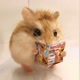 hamster_land