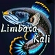 _limbata kali_