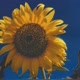 Bunga Matahari🌻
