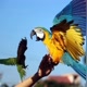 parot lovely