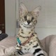 Cappi The Serval
