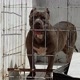 Beethoven_pit_kennel