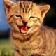 Funny cats