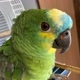 Papagaiofalando
