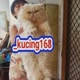 Kucing 168