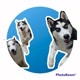 Huskies