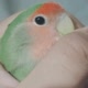 lovbirdto