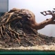 AQUASCAPEID