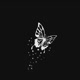 Butterfly 🦋