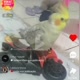 🐦Calopsita Motoqueira🏍️🏍️🏍️😁