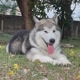 Arkenalaskanmalamute