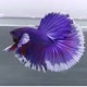Galaxy Betta Fish
