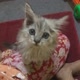 Tini kucing