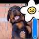 ROTWEILER OFC