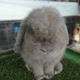 Alaska_rabbit