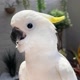 Zezé Cacatua