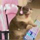 Gato Gamer