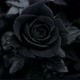 BlackFlowers
