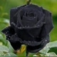 black  rose