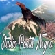 Studio Ponta negra galista Brasil