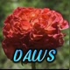 daws