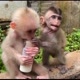 Animal Monkey Tv