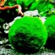 marimo  meus