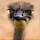 Avestruz que te seduz