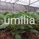 umilia
