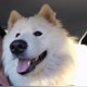 Apollo（samoieda）❤️