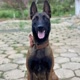 Pastor Malinois