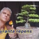 Carlos bonsai iniciante.