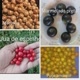 Frutos do Cerrado e Plantas Medicina