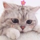 cute cat