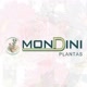 mondini plantas