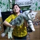 kucing mainecoon palembang