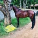 cavalo de Tróia