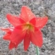 Amaryllis