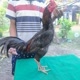 ~MLA~ Arkha Rooster