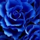 flower blue