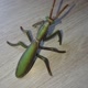 louvadeusMantis