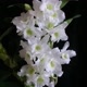 orquídeas_maravilhosas_2023