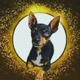 ＠pinscher_natal26